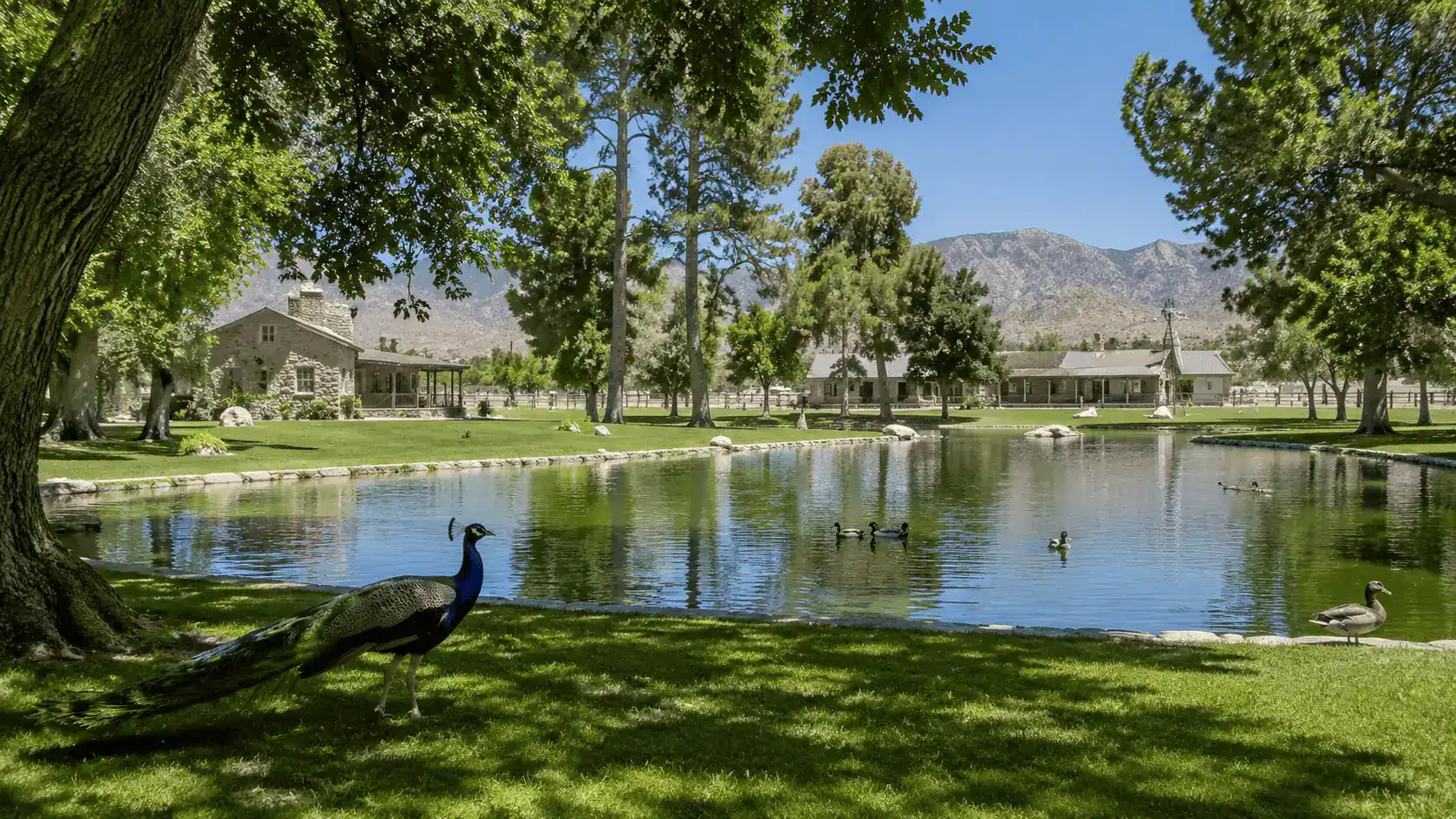 Floyd Lamb Park Tule Springs Pond Peacock Historic Ranch Northwest Las Vegas – Personal Sedan Services Floyd Lamb Park at Tule Springs with a tree-shaded pond, roaming peacock, and historic ranch buildings in northwest Las Vegas near Centennial Hills
