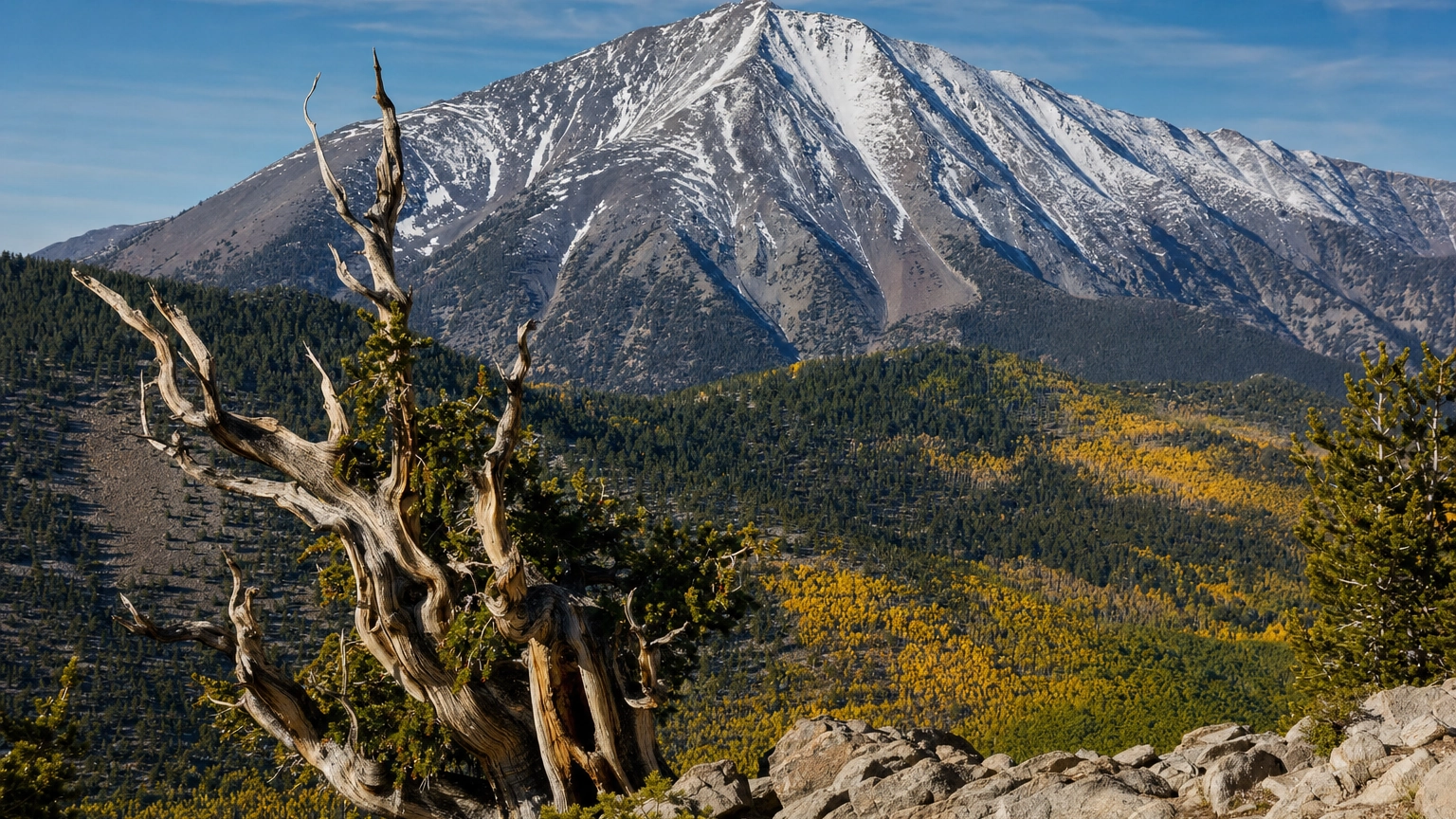 Snow-streaked Wheeler Peak above golden slopes with a gnarled ancient bristlecone pine in Great Basin National Park Nevada